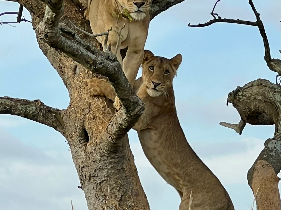 Econest Tim Tours & Safaris-坎帕拉必去景点