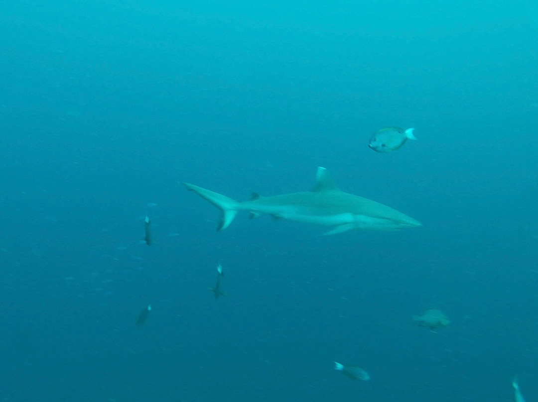 Werner Lau Diving Centers-菲利兹优岛必去景点