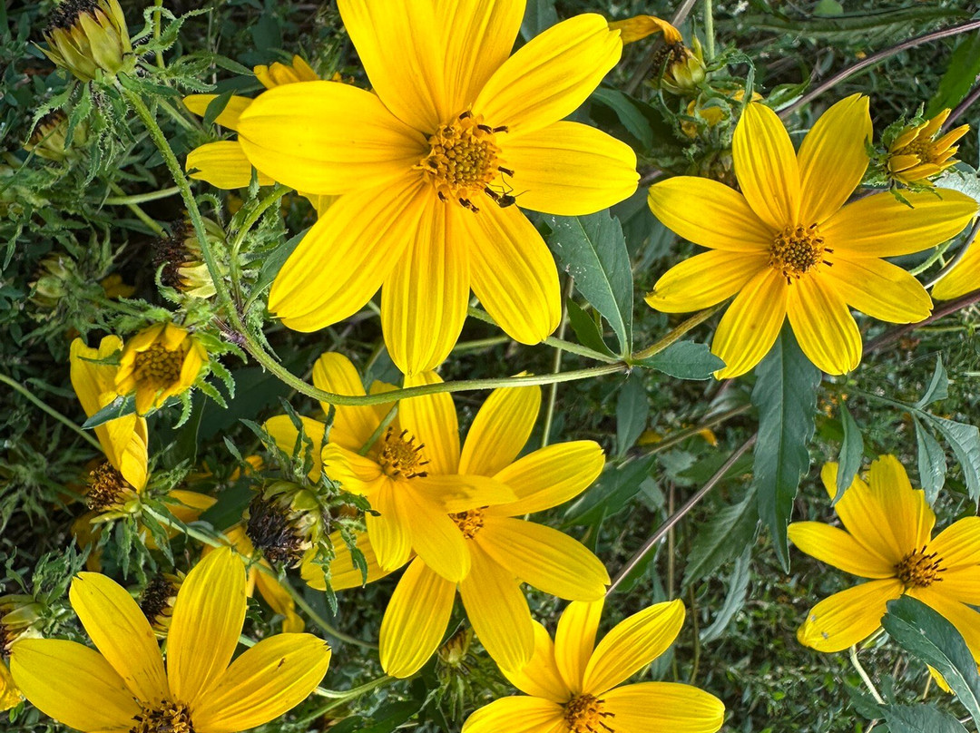 Amico Island Park-Delran必去景点