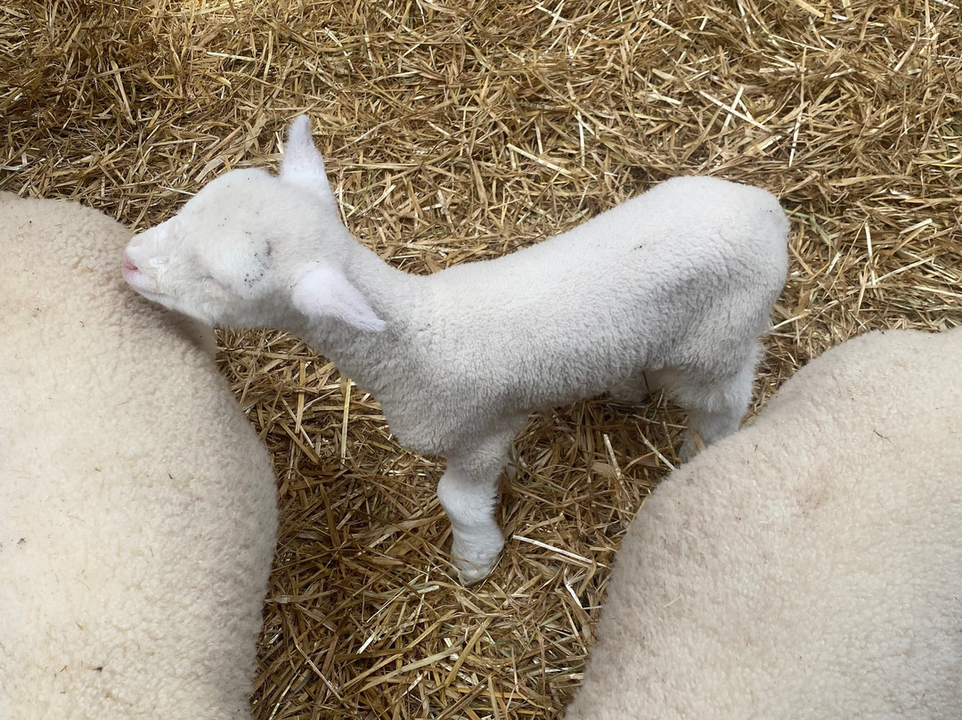 Hold A Baby Lamb-Glanfahan必去景点