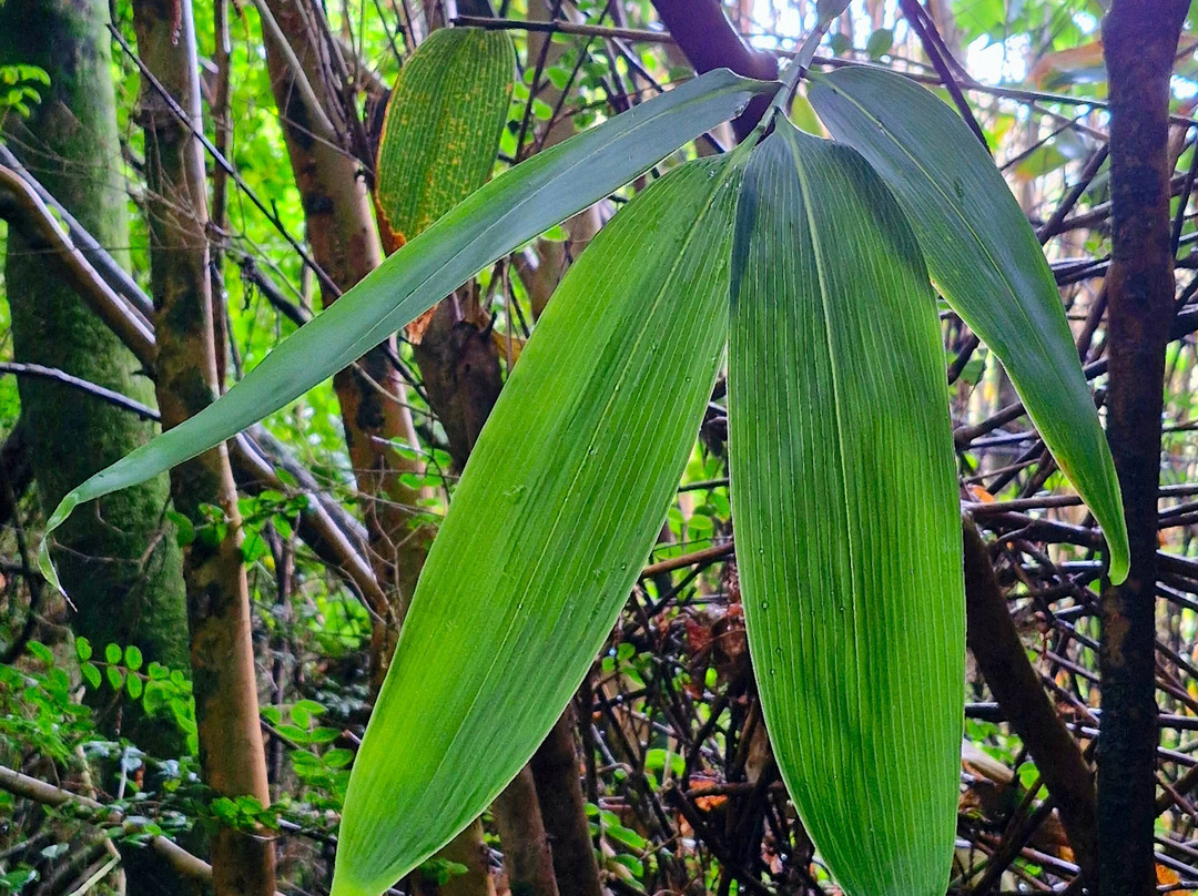 Glengarriff Bamboo Park-Glengarriff必去景点