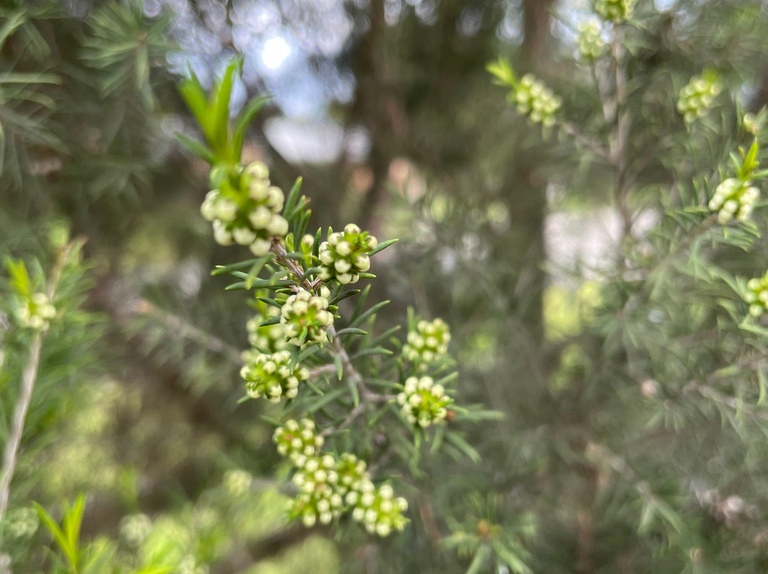Helens Park Playground-Meeniyan必去景点