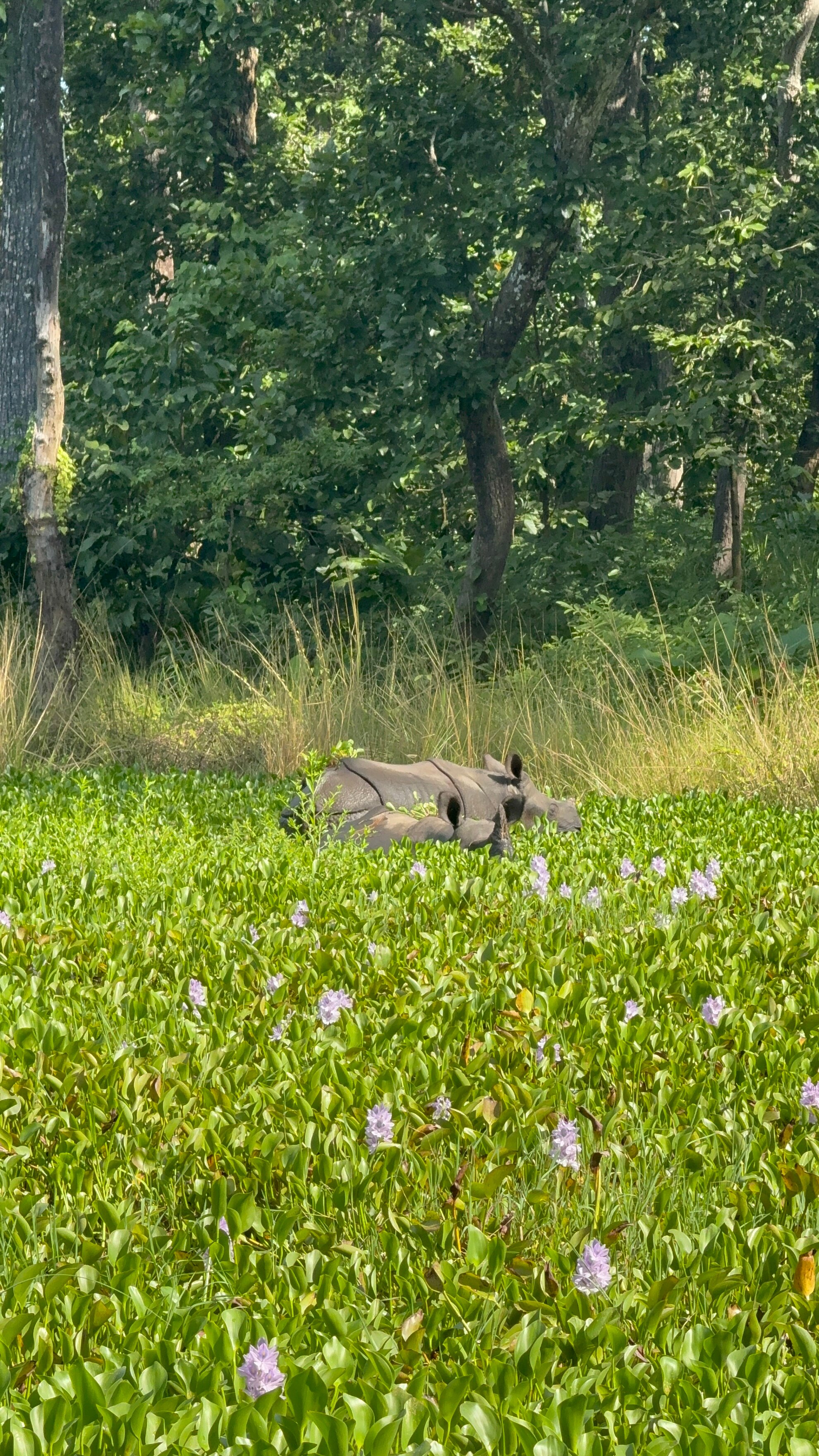 独特野生度假村-官方