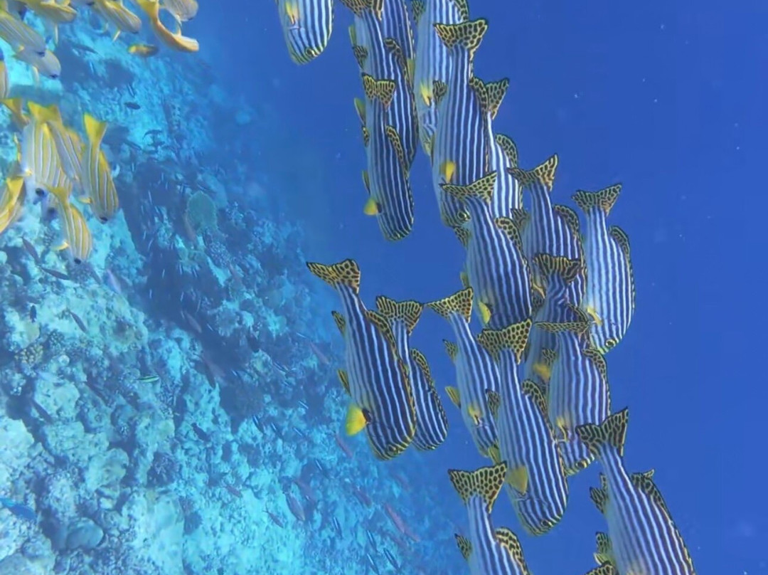 Island Divers-迪古拉赫岛必去景点