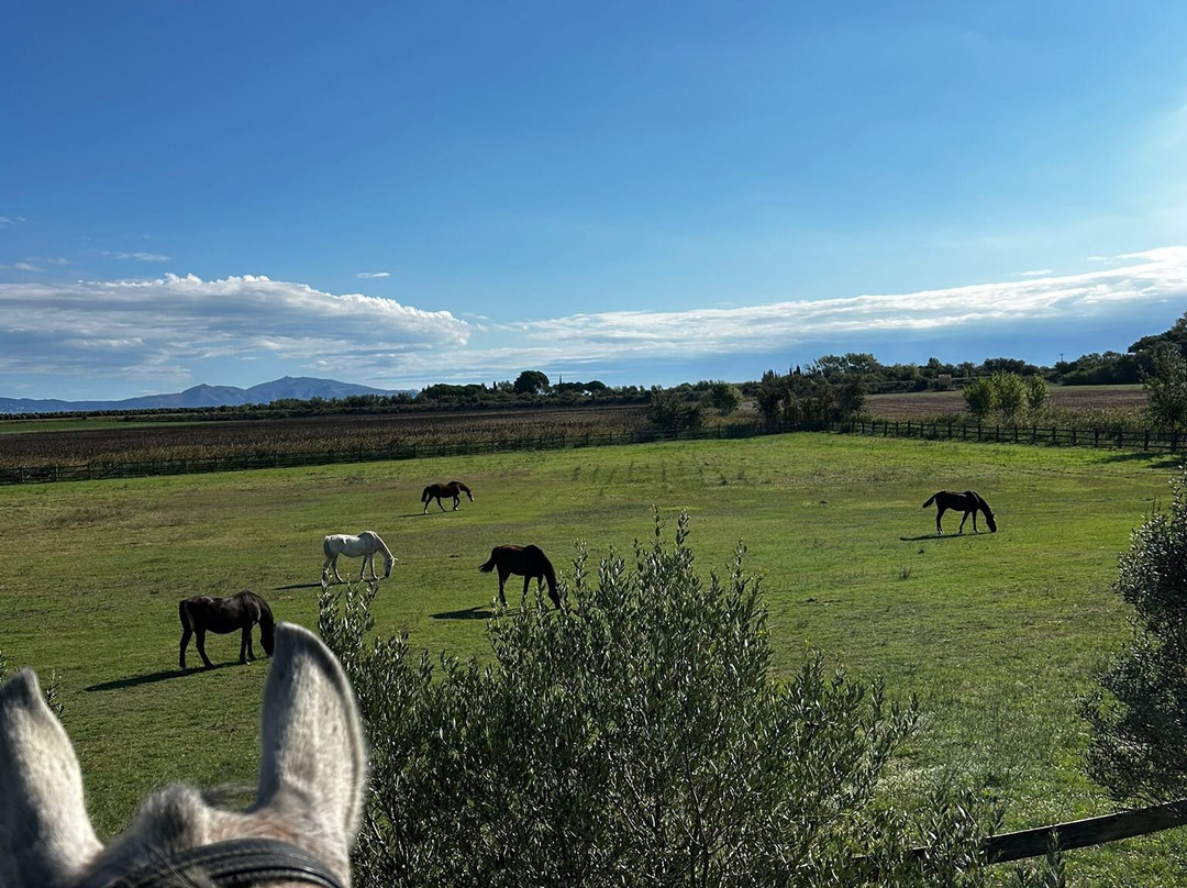 Cal Robusto Turisme Eqüestre-休拉纳必去景点