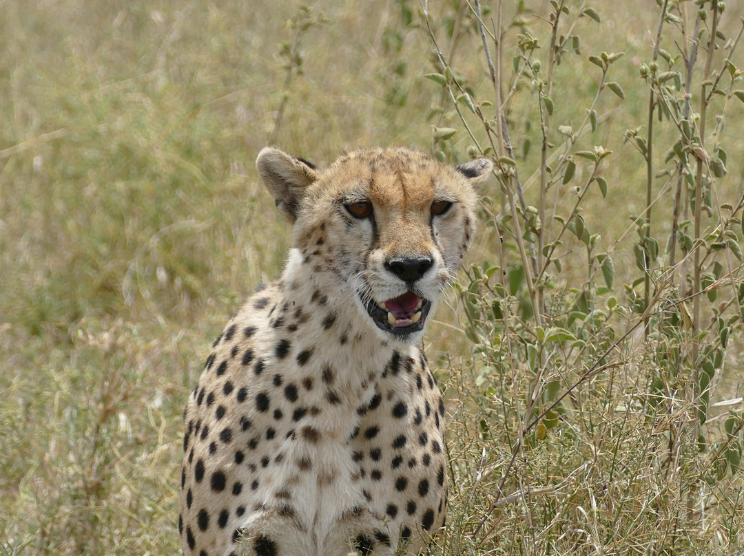 PK Adventure-乞力马扎罗山国家公园必去景点