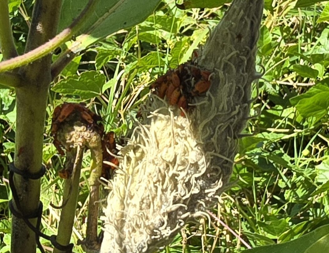 Garrett Family Preserve-开普梅必去景点
