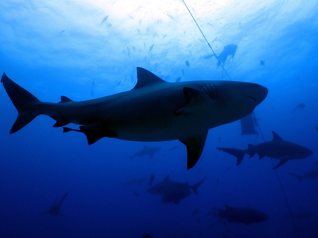 Coral Coast Divers-太平洋港必去景点