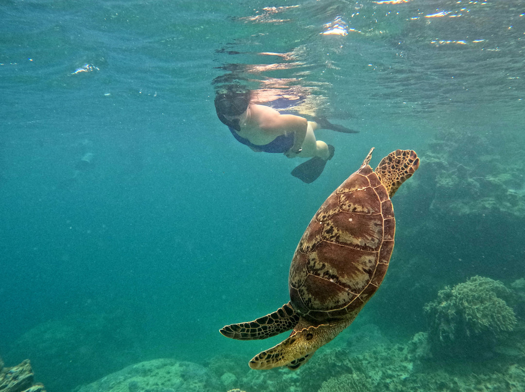 Kali & Kato's Rarotonga Turtle Tours-Takitumu District必去景点