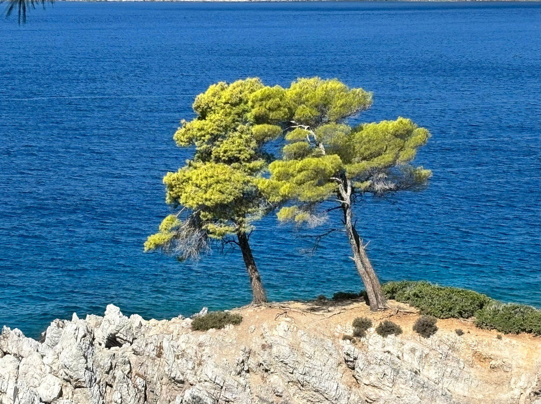 Three Trees Amarandos-斯科派洛斯必去景点