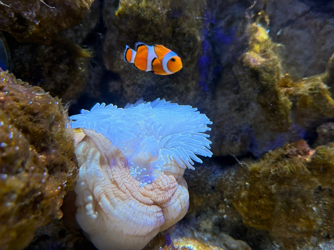鸟羽水族馆-鸟羽市必去景点