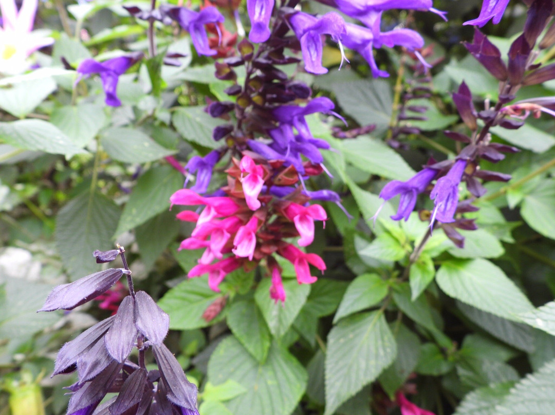 Bicton Park Botanical Gardens-Bicton必去景点