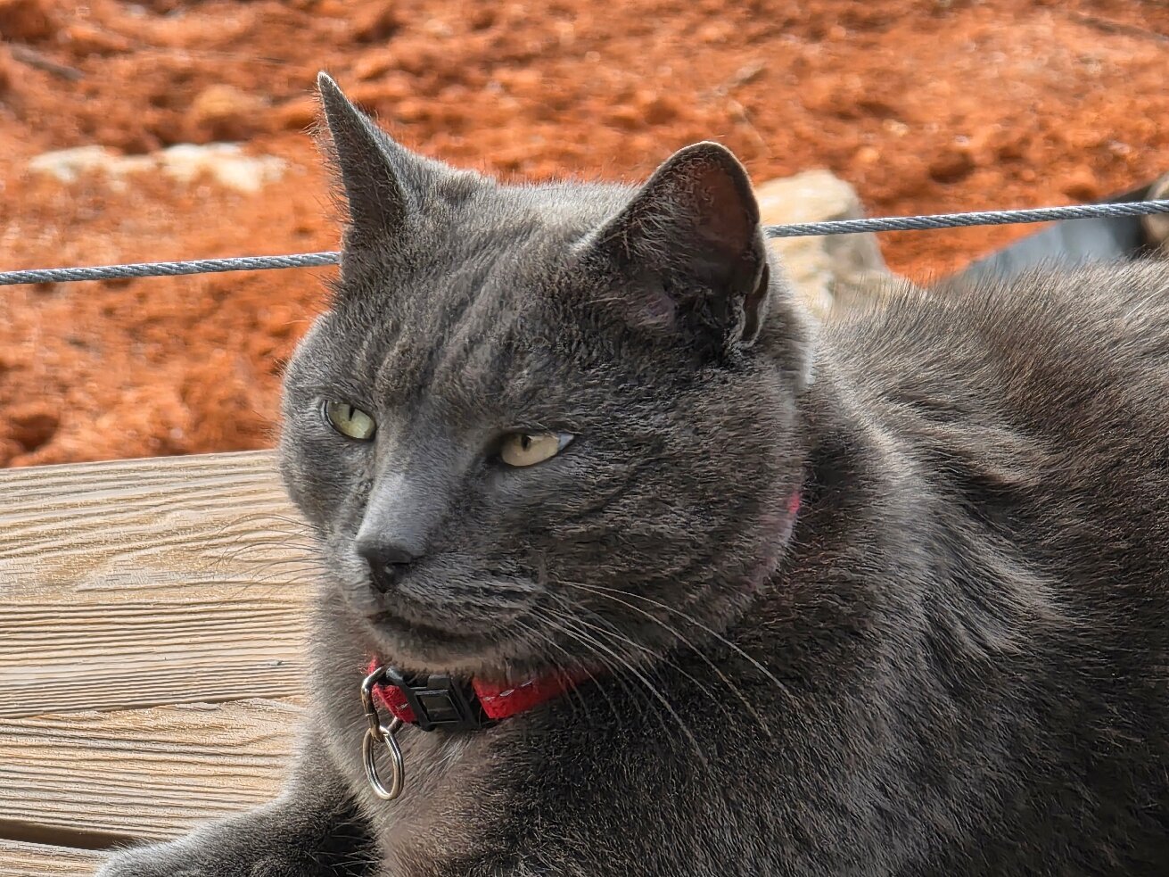 Plumbago Guest House-官方