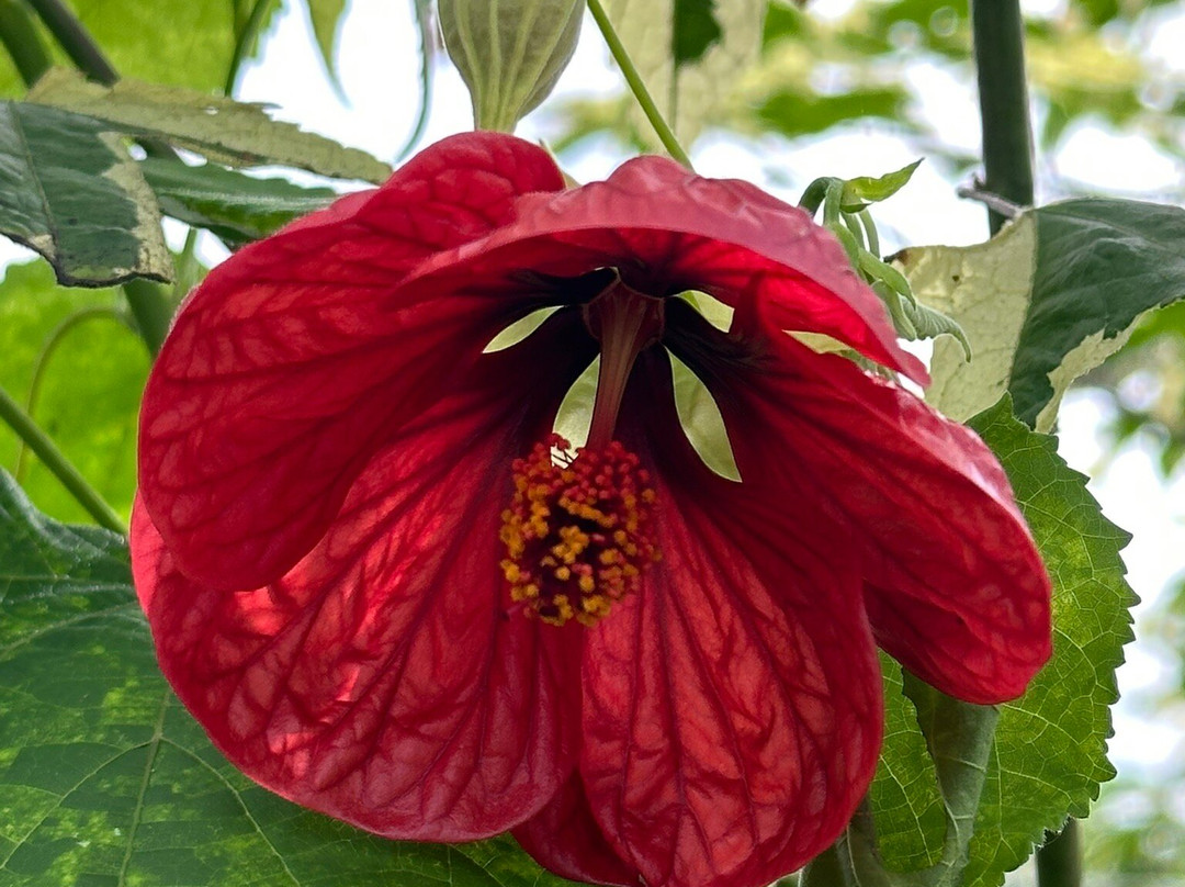 Voalá Mariposario Y Orquideario-Tinjaca必去景点