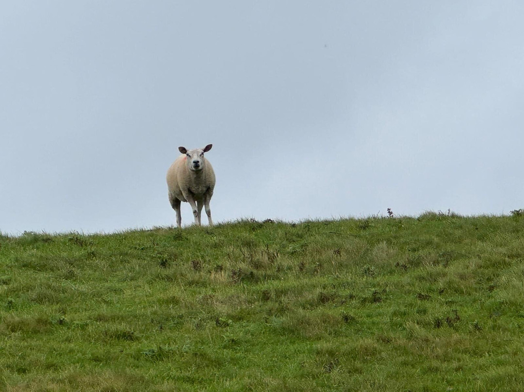 Vakantiepark De Krim Texel主图