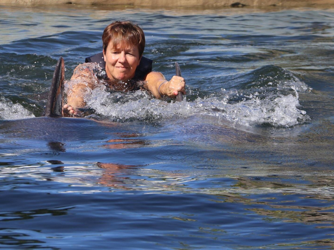 Dolphin Life-拉哥岛必去景点