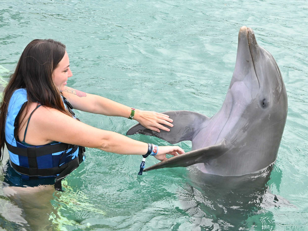 Dolphin Discovery Grand Cayman-西湾必去景点
