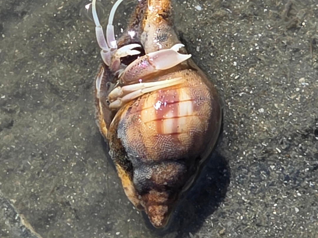 Bulls Island Ferry-Awendaw必去景点