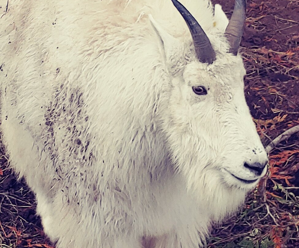 Northwest Trek Wildlife Park-Eatonville必去景点