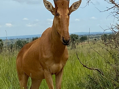Nungi Safaris-恩德培必去景点