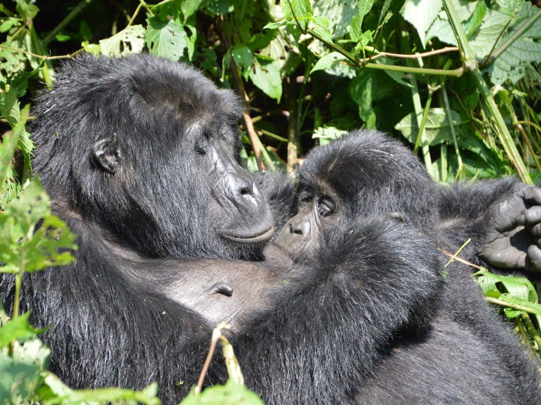 Encounter Africa Safaris-恩德培必去景点