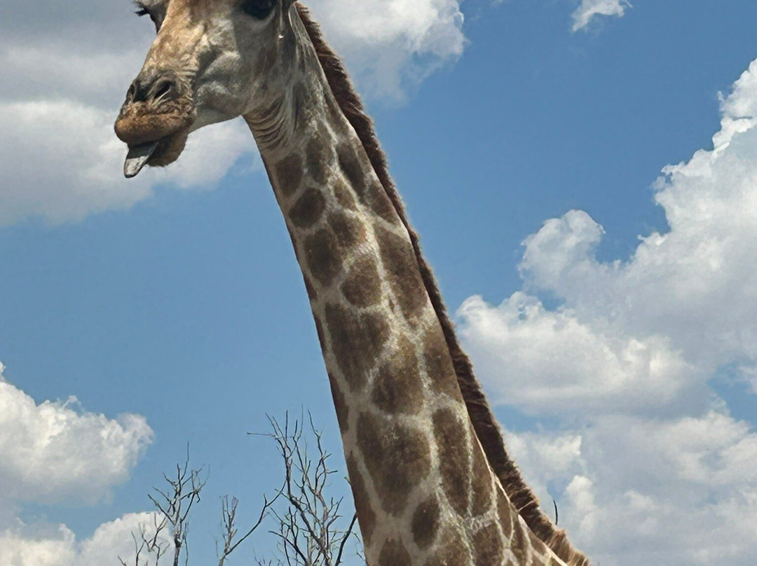 Imire: Rhino & Wildlife Conservation-韦扎必去景点