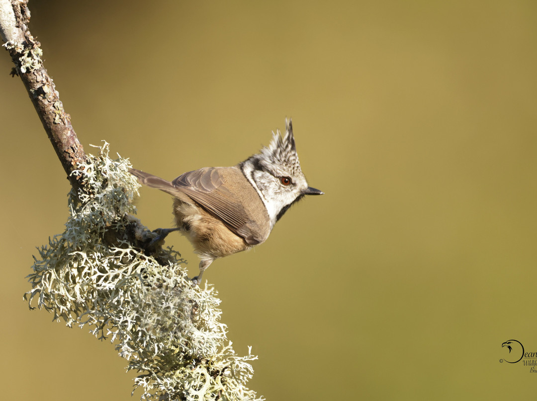 Wildlife Dreams-雾观必去景点