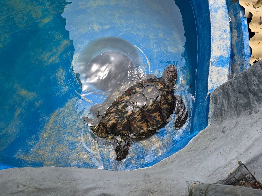 Fundação Projeto Tamar - Vitória-维多利亚必去景点