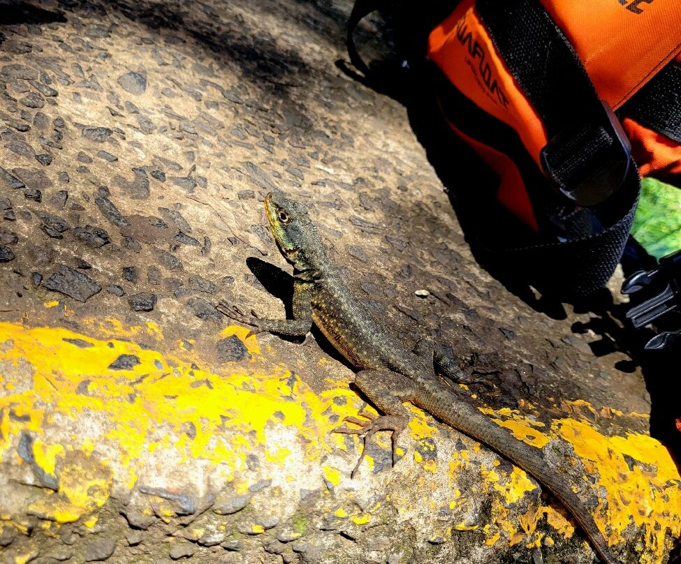 Iguazu Jungle-伊瓜苏港必去景点