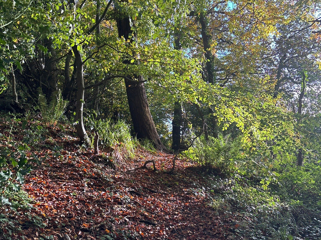 Glen Of The Downs Nature Reserve