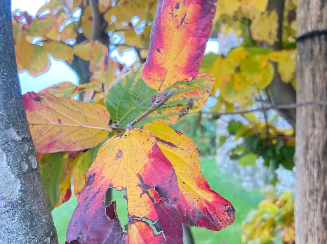 Oriana Noleggio con Conducente-Farra di Soligo必去景点