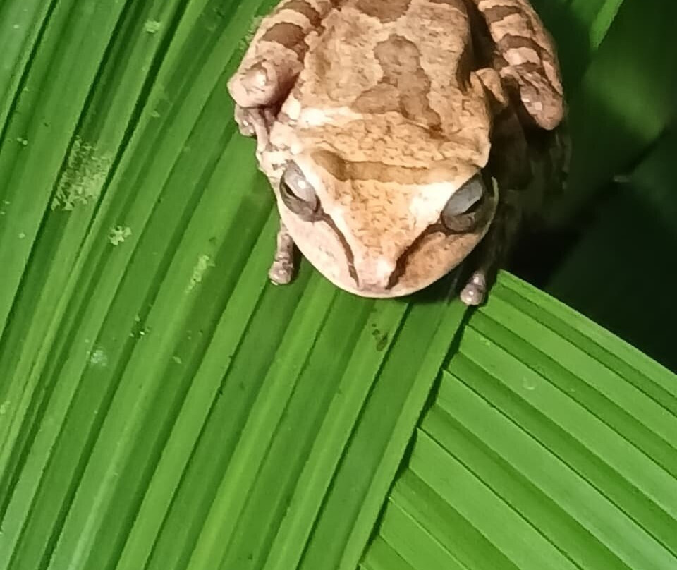 Mountain Top Park-哥斯达黎加安东尼奥国家公园必去景点