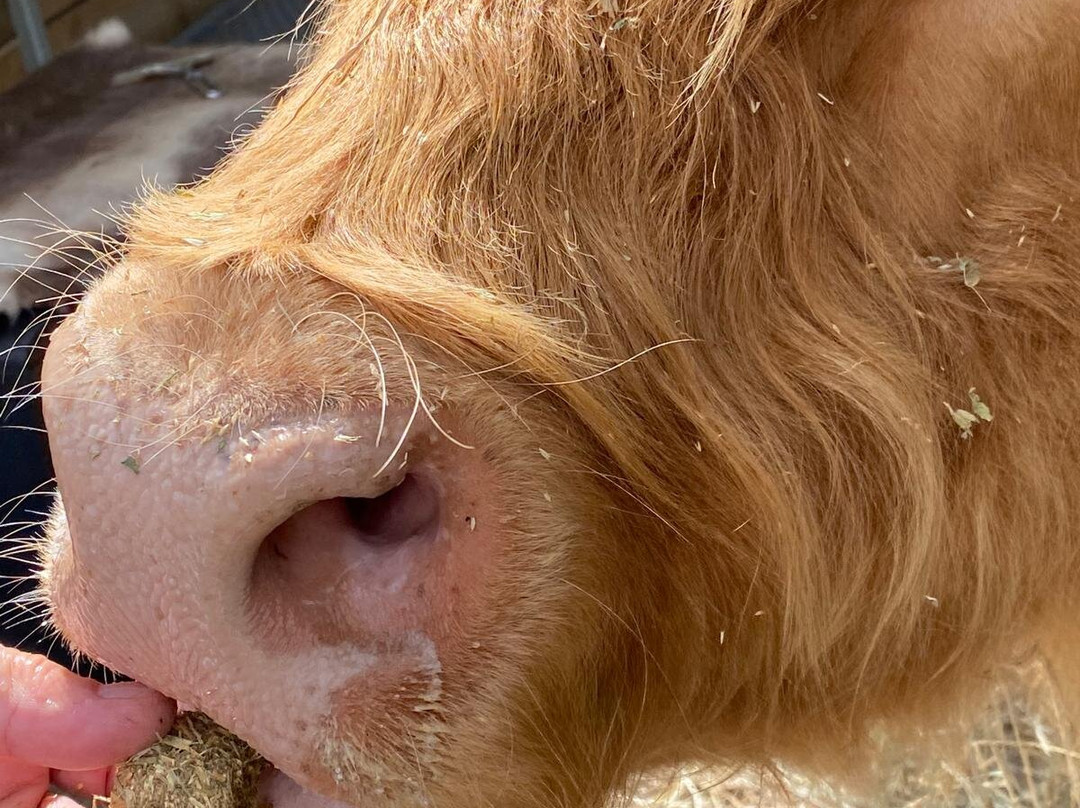 Bexland - Exclusive Highland Cow and Farm Experiences-Doonan必去景点