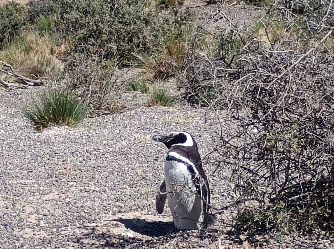 Punta Tombo-Dos Pozos必去景点