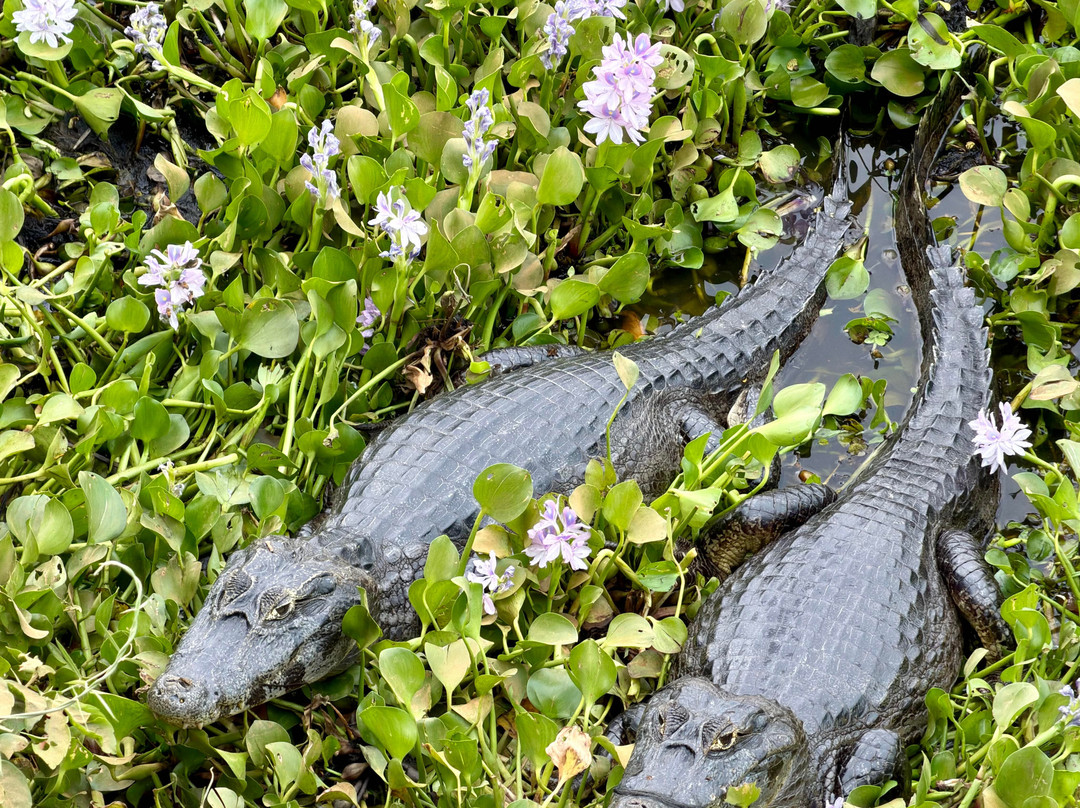 Pantanal Photo Tours-伊利亚贝拉必去景点