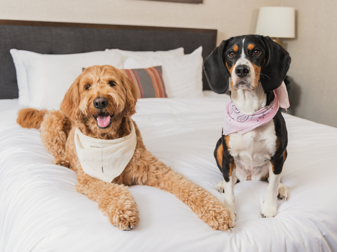 金普顿旅行者主图