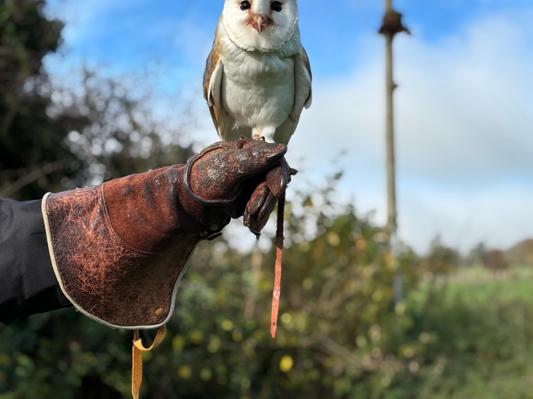 West Sussex Falconry-Compton必去景点