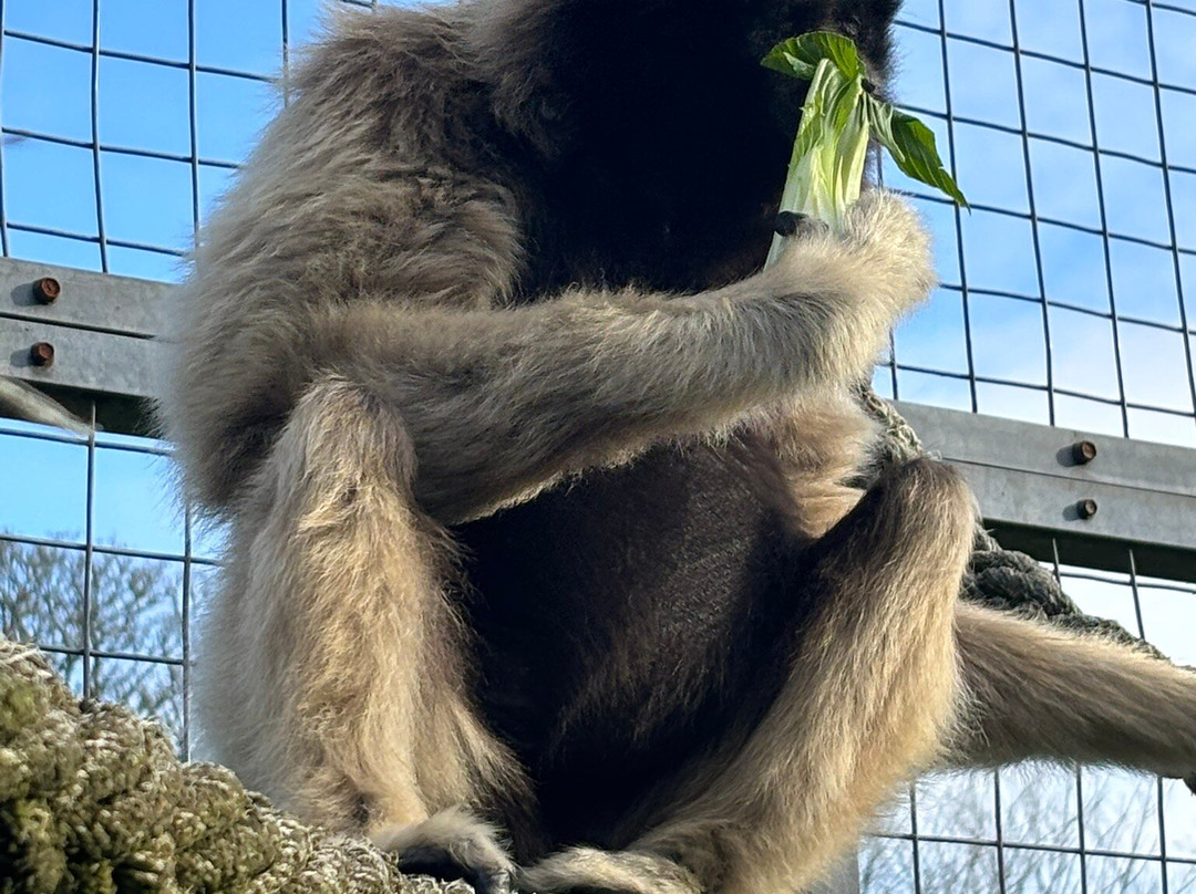 Wales Ape and Monkey Sanctuary-Abercraf必去景点
