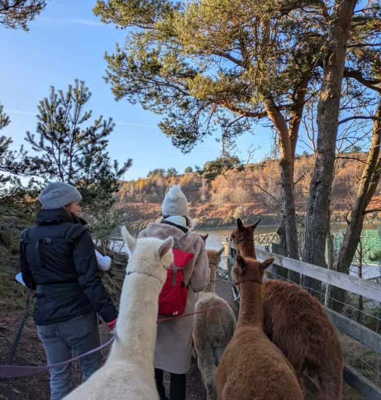 BobCat Alpacas-爱丁堡必去景点