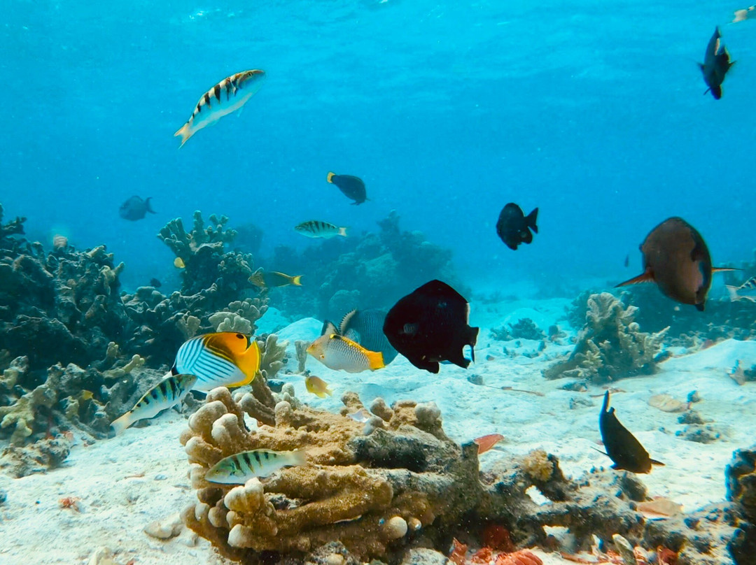 Mystery Island-Aneityum Island必去景点