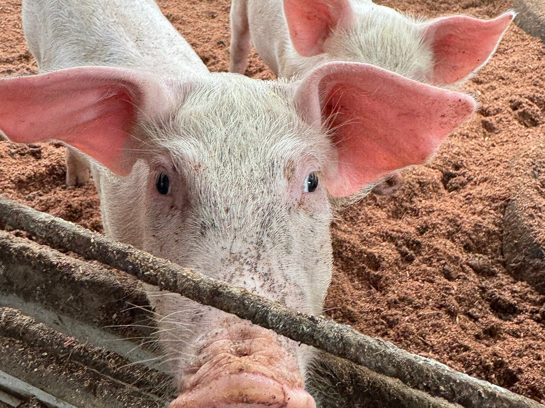 Finca Ecoorganica Sarapiqui-La Virgen必去景点