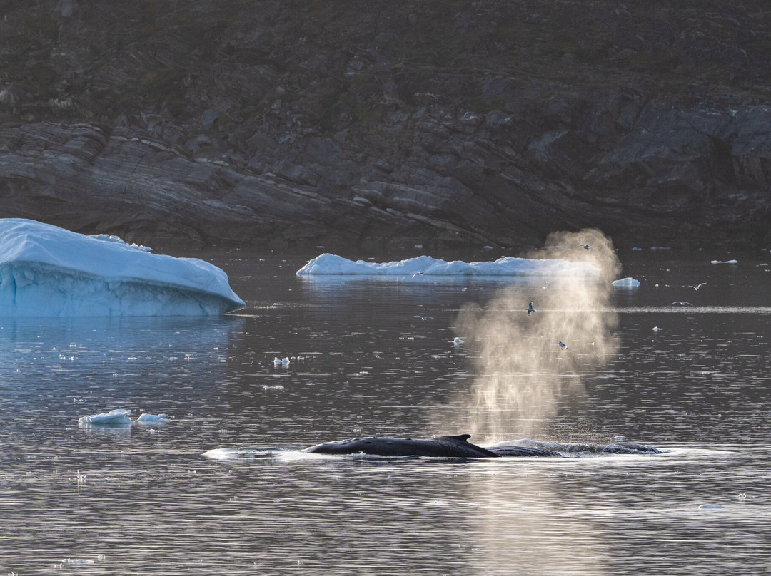 Diskobay Tours-伊卢利萨特必去景点