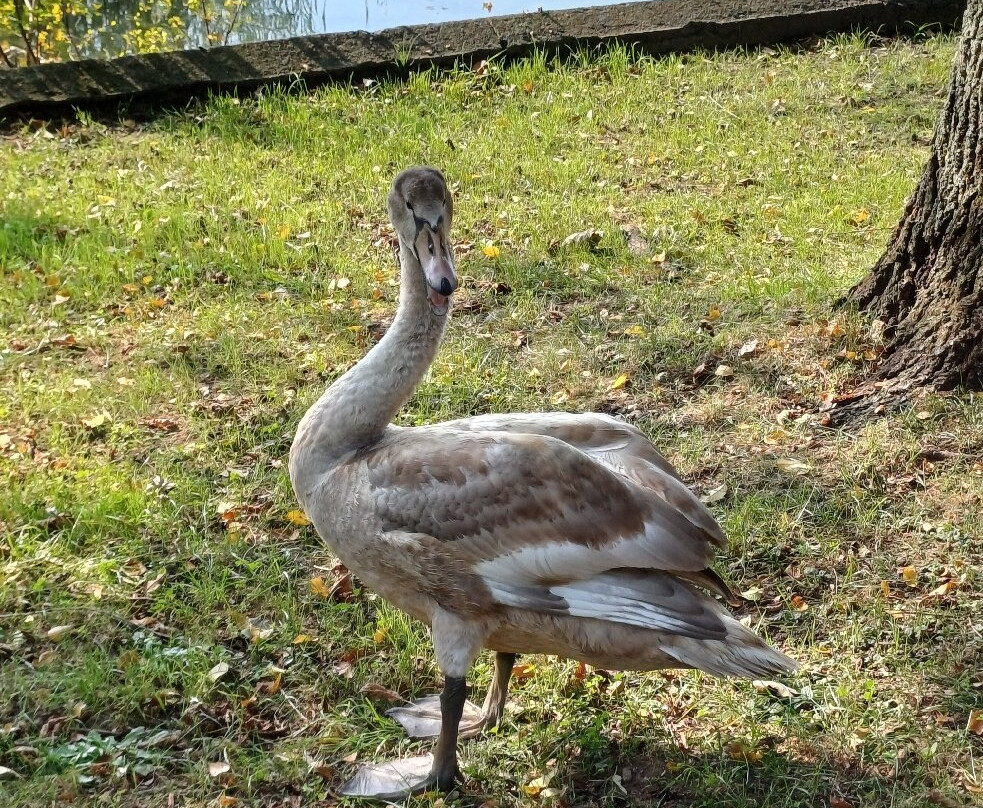 Lago di Pusiano-Bosisio Parini必去景点