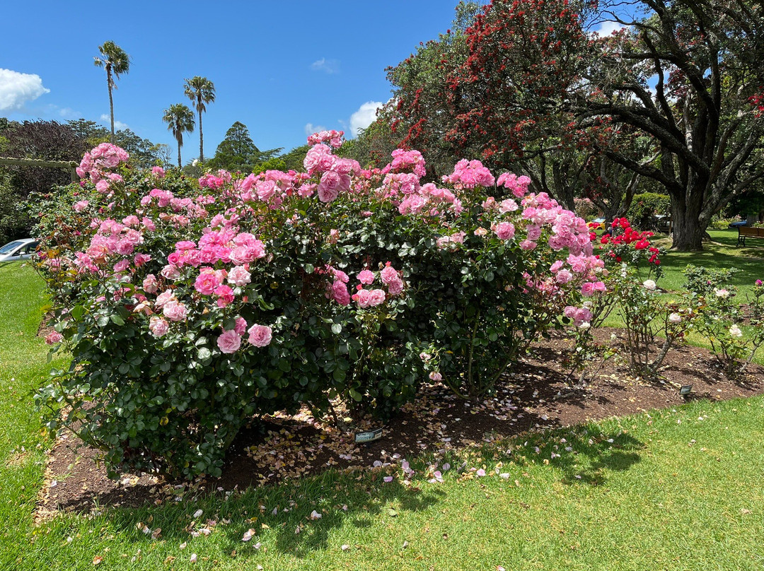 帕内尔玫瑰花园-奥克兰中心地区必去景点