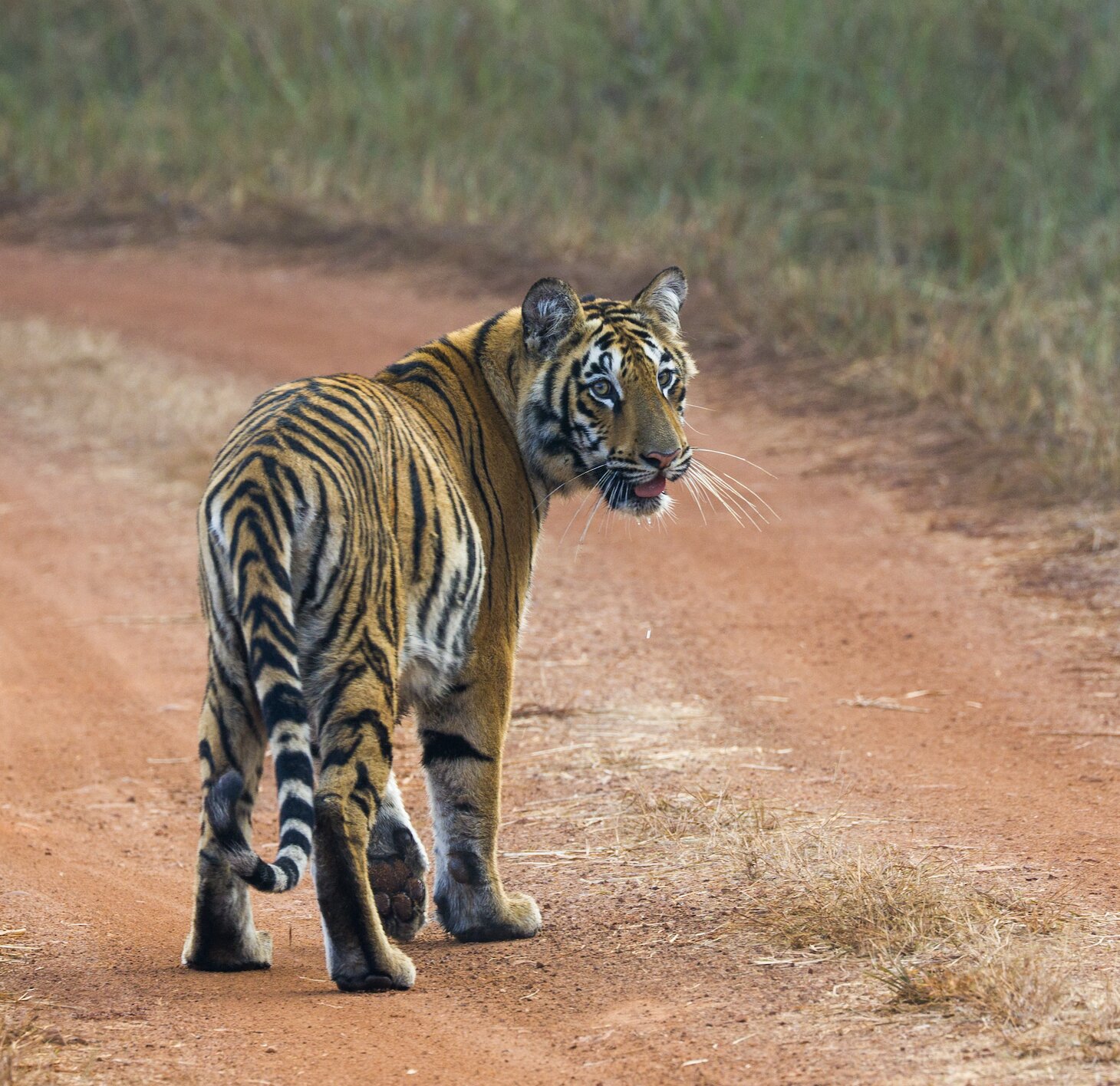 Irai Safari Retreat-官方