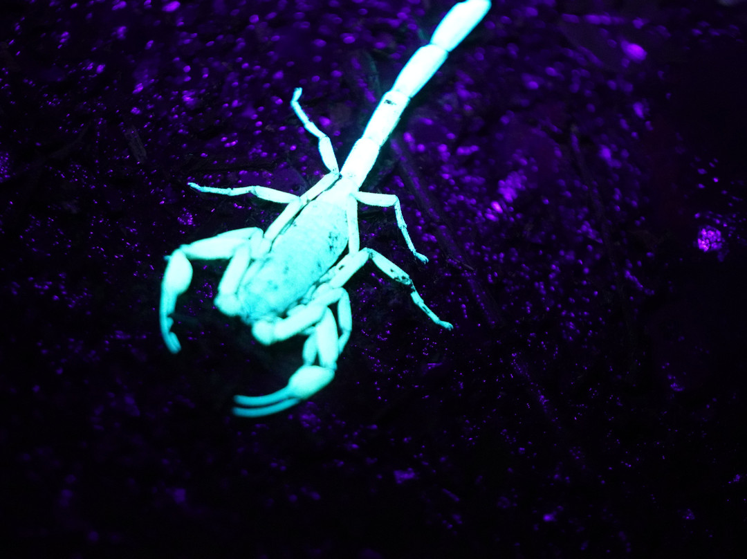 Tarantulas Way-卡维塔必去景点