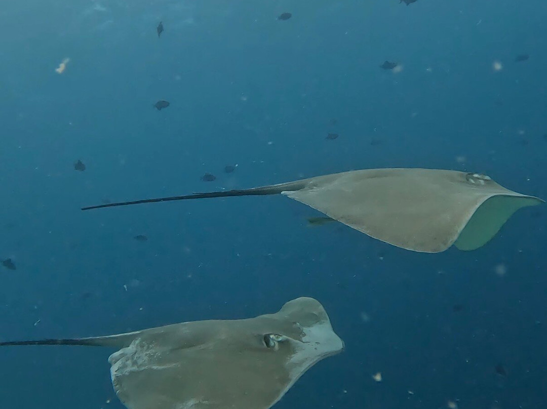 Euro-Divers Kurumba-库鲁巴椰子岛必去景点