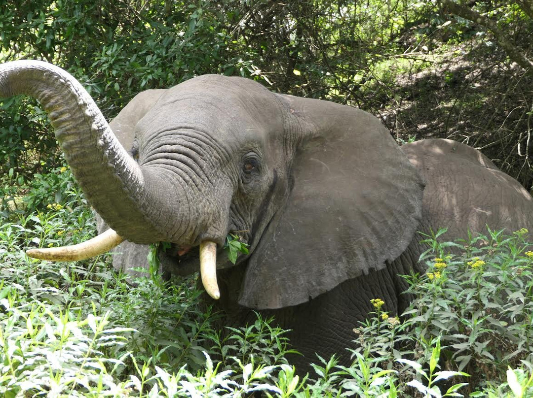 Tanzania Specialist-阿鲁沙必去景点