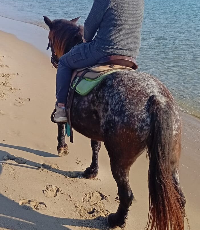 Family Horses 373-5361953-Marina di Ginosa必去景点