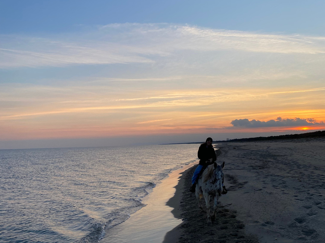 Family Horses 373-5361953-Marina di Ginosa必去景点